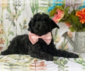 Poodle (Toy) Puppy for sale in LANCASTER, PA, USA