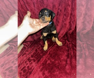 Doberman Pinscher Puppy for sale in OAK FOREST, IL, USA