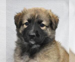 Mutt Dogs for adoption in Thief River Falls, MN, USA