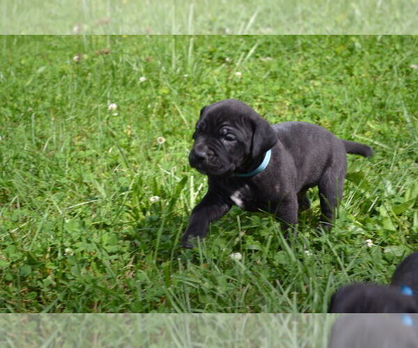 Medium Photo #8 Cane Corso Puppy For Sale in BROOK COVE, NC, USA