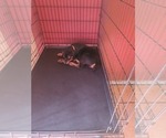 Small #5 Rottweiler
