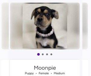 Labrador Retriever-Unknown Mix Dogs for adoption in Brooksville, FL, USA