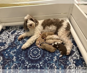 Australian Labradoodle Litter for sale in WASH, NC, USA