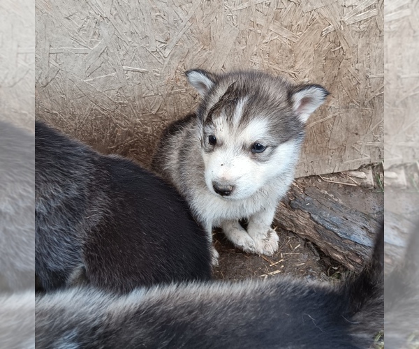 Medium Photo #7 Alaskan Malamute Puppy For Sale in SMYRNA, NY, USA
