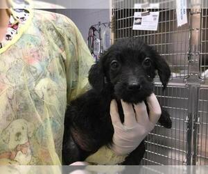 Mutt Dogs for adoption in Riverside, CA, USA