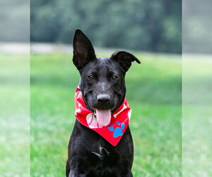 Labrador Retriever-Unknown Mix Dogs for adoption in Unionville, PA, USA