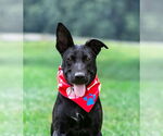 Small Labrador Retriever Mix