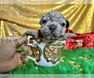 French Bulldog Puppy for sale in HAYWARD, CA, USA