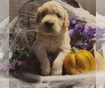 Puppy Purple girl Golden Retriever