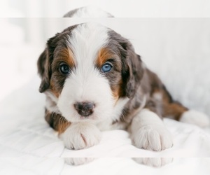 Bernedoodle Puppy for sale in LINDON, UT, USA