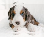 Small Photo #1 Bernedoodle Puppy For Sale in LINDON, UT, USA