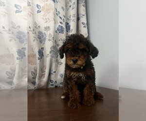 Poodle (Toy) Puppy for sale in DURHAM, CT, USA