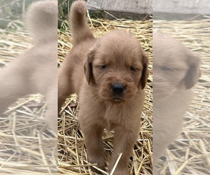 Medium Golden Retriever
