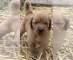 Puppy Puppy 2 Golden Retriever