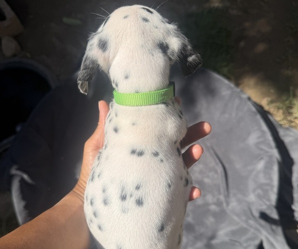Medium Photo #7 Dalmatian Puppy For Sale in COLTON, CA, USA