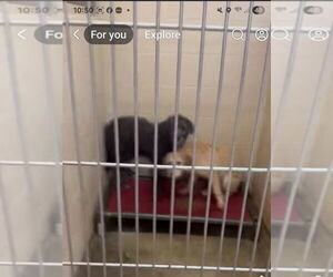 Chancie - Female Labrador Retriever-Unknown Mix Dog for Adoption - Photo #3