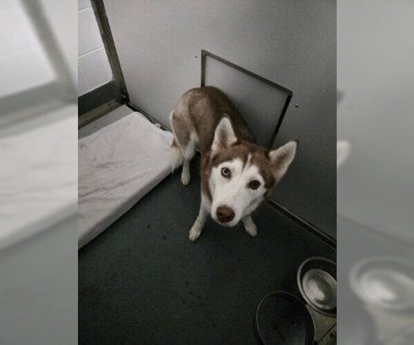 Medium Photo #1 Siberian Husky Puppy For Sale in Glen Allen, VA, USA
