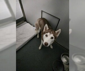 Siberian Husky Dogs for adoption in Glen Allen, VA, USA