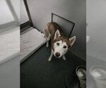 DA 11 Amber - Female Siberian Husky Dog for Adoption - Small photo