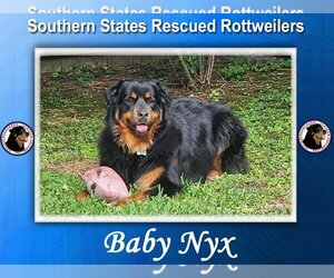 Rottweiler-Unknown Mix Dogs for adoption in White Hall, AR, USA