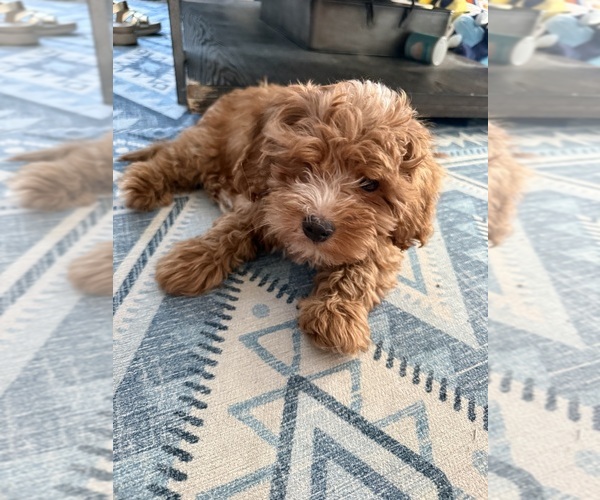 Medium Photo #4 Cavapoochon (Miniature) Puppy For Sale in GROVETOWN, GA, USA
