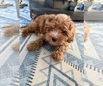 Small #3 Cavapoochon (Miniature)