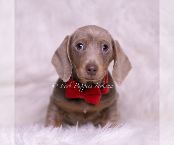 Medium Photo #2 Dachshund Puppy For Sale in WARSAW, IN, USA