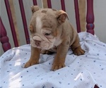 Small Photo #8 English Bulldog Puppy For Sale in GOSHEN, IN, USA