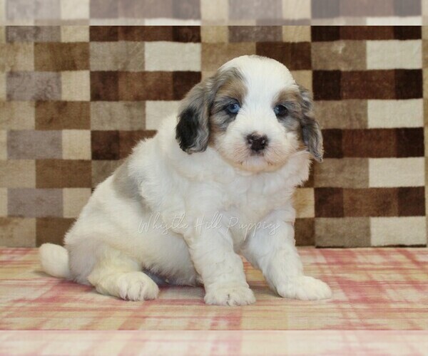 Medium Photo #4 Bernedoodle (Miniature) Puppy For Sale in DENVER, PA, USA