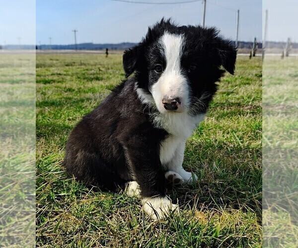 Medium Photo #15 Border Collie Puppy For Sale in NORBORNE, MO, USA