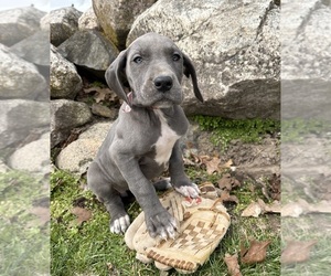 Great Dane Puppy for sale in MIDDLEBURY, IN, USA
