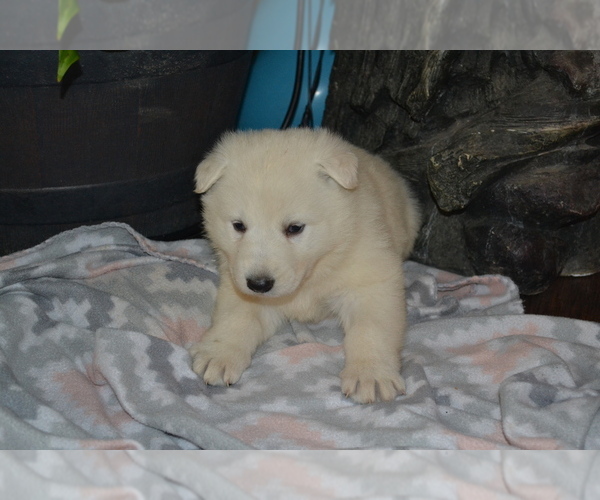 Medium Photo #1 German Shepherd Dog Puppy For Sale in GREENWOOD, WI, USA