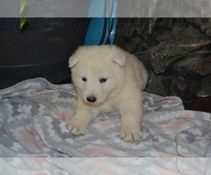 Medium German Shepherd Dog