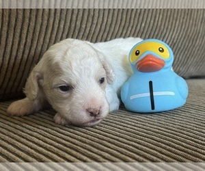 Medium Maltipoo-Shih-Poo Mix