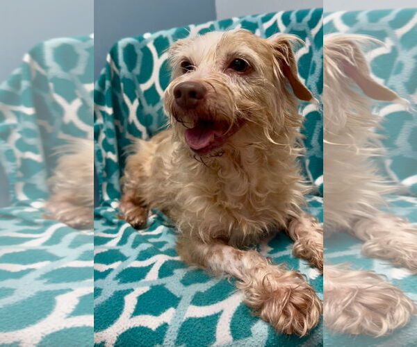 Medium Photo #5 Dachshund-Unknown Mix Puppy For Sale in Weston, FL, USA