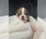 Puppy Hermione Boston Terrier