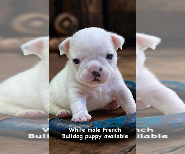 Medium Photo #11 French Bulldog Puppy For Sale in WILDOMAR, CA, USA