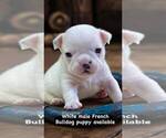 Small Photo #11 French Bulldog Puppy For Sale in WILDOMAR, CA, USA