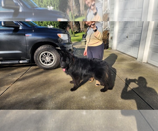 Medium Photo #4 German Shepherd Dog Puppy For Sale in LAKE STEVENS, WA, USA