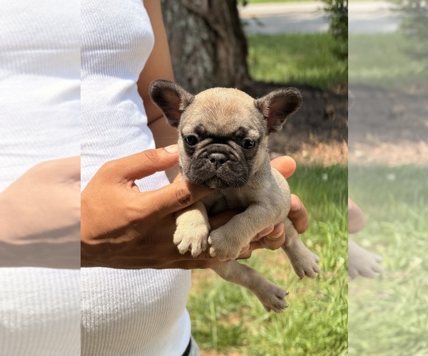 Medium Photo #1 French Bulldog Puppy For Sale in DECATUR, GA, USA