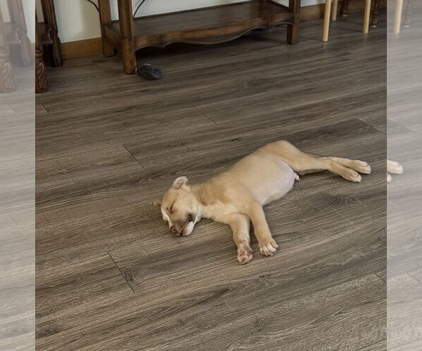 Medium Photo #4 Siberian Husky-Unknown Mix Puppy For Sale in Fargo, ND, USA