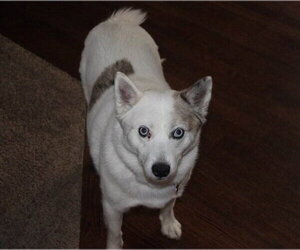 Alma - Female Pomsky Dog for Adoption - Photo #2