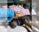 Small #4 Shepradors