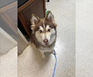 Pomsky Dogs for adoption in Plano, TX, USA