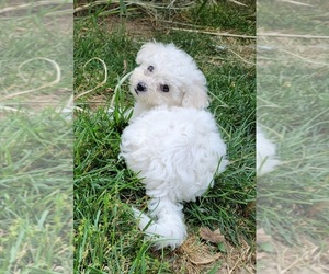 Bichon Frise Puppy for sale in ANDERSON, IN, USA