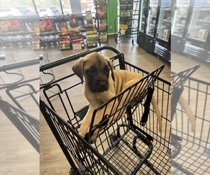 Mastiff Puppy for sale in EAST WINDSOR, CT, USA