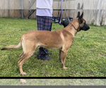 Small Photo #1 Belgian Malinois Puppy For Sale in GREENVILLE, NC, USA