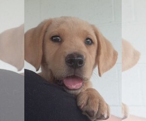 Labrador Retriever Puppy for sale in WEST CONCORD, MN, USA