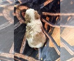Small #1 Cavachon