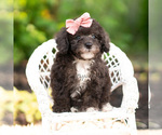 Small Photo #60 Maltipoo (Miniature) Puppy For Sale in WARSAW, IN, USA